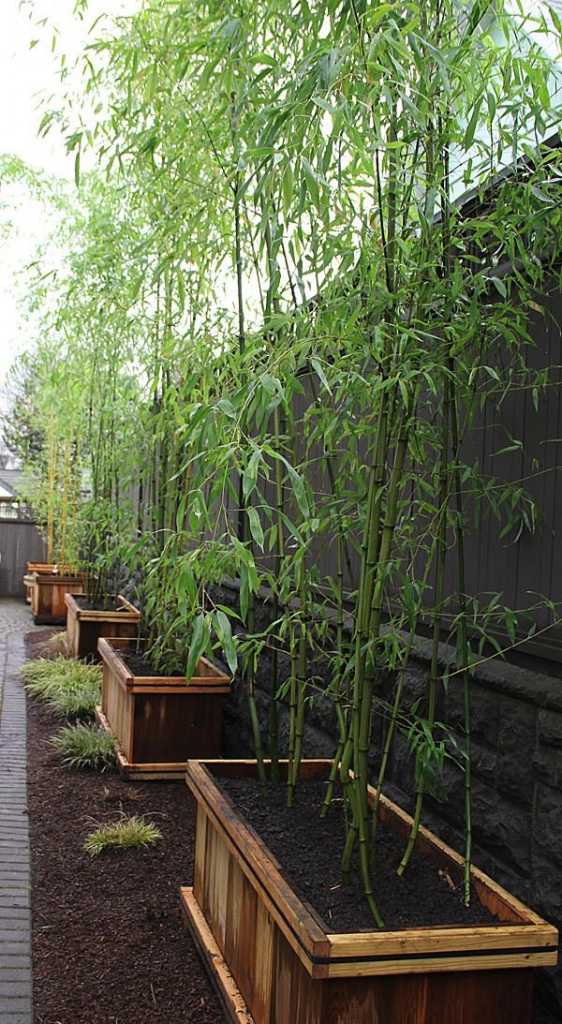 Bamboo in a wooden planter