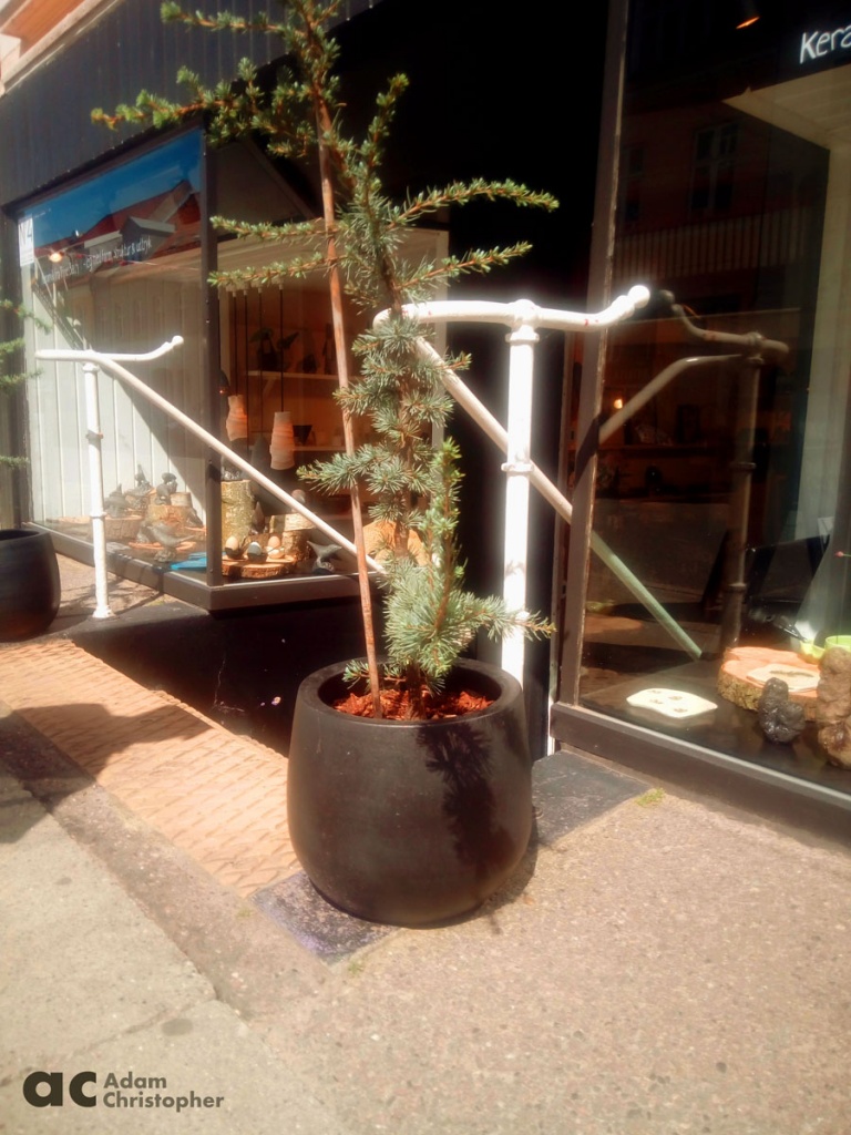 fibreglass planter with spikey tree on the sidewalk