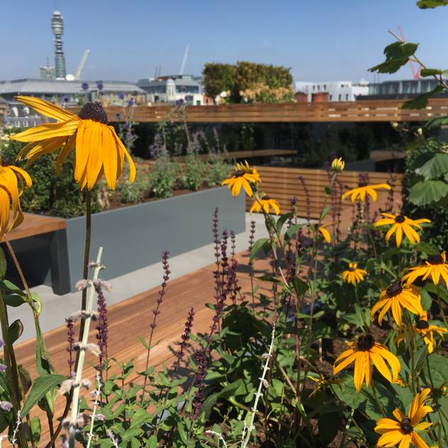 Ganton Street Roof Terrace: Commercial Spaces by Aralia